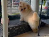 2 chiots Chow Chow à vendre