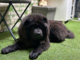 2 chiots Chow Chow à vendre