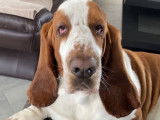 Mâle Basset Hound disponible pour saillie