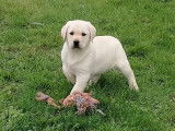 Chiot femelle Labrador LOF à vendre