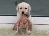 Chiot femelle Labrador LOF à vendre