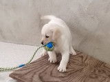 Chiot femelle Labrador LOF à vendre