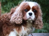 Mâle Cavalier King Charles blenheim disponible pour saillie