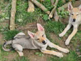 Adorable chiot Tchécoslovaque disponible