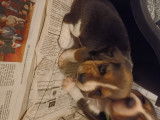 Chiot Beagle à vendre