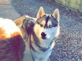 Mâle Husky Sibérien disponible pour saillie