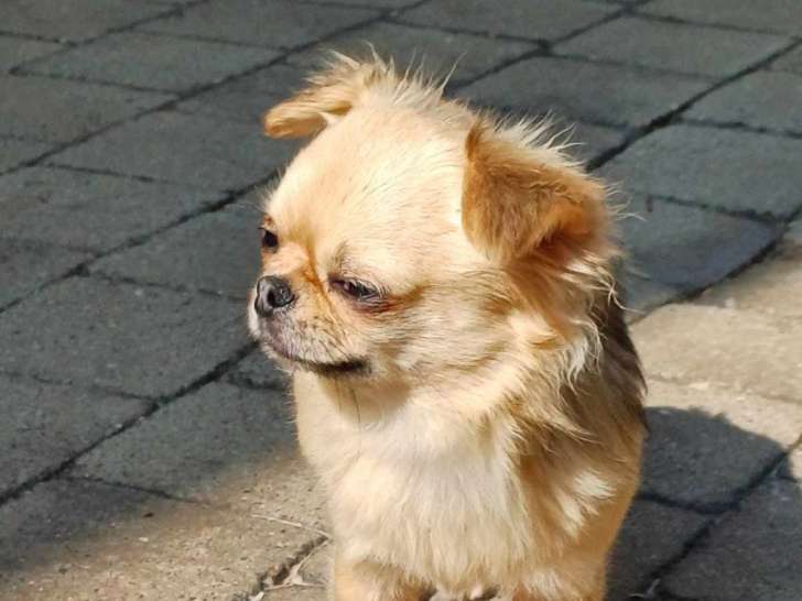 Chiots de race Chihuahua à vendre (1 femelle & 3 mâles)