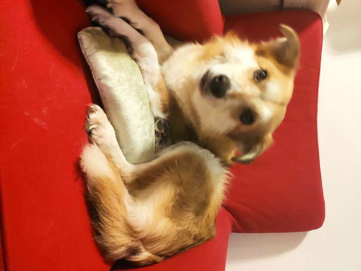 Chienne croisée berger à donner