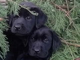 Chiots Labradors noirs LOF &agrave; vendre