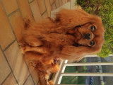 Mâle Cavalier King Charles ruby disponible pour saillie