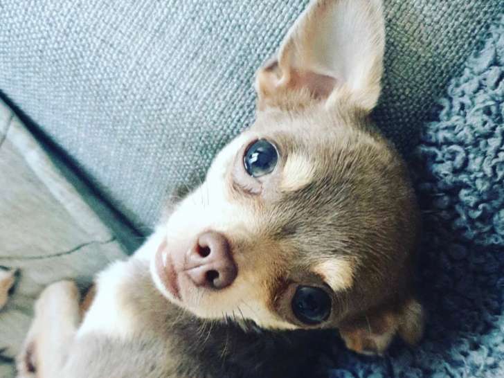 Mâle Chihuahua toy disponible pour saillie