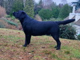 Étalon Labrador LOF disponible pour saillie