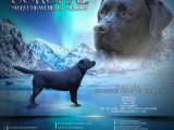 Étalon Labrador LOF disponible pour saillie