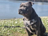 Mâle Staffordshire Bull Terrier disponible pour saillie