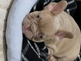Chiot Bouledogue Francais couleur isabella à vendre