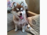 Chiots Pomsky F4 &agrave; vendre