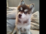 Chiots Pomsky F4 &agrave; vendre