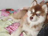Chiots Pomsky F4 &agrave; vendre
