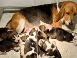 Chiots Beagles à réserver
