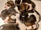 Chiots Beagles à réserver