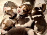 Chiots Beagles à réserver
