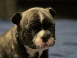 Chiots de type Bouledogue Français à vendre (4 femelles & 2 mâles)
