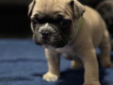 Chiots de type Bouledogue Français à vendre (4 femelles & 2 mâles)