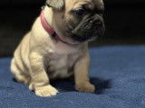 Chiots de type Bouledogue Français à vendre (4 femelles & 2 mâles)