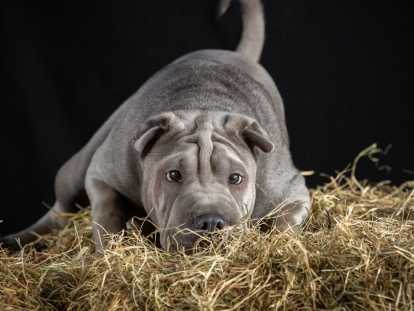 Chiots Shar-Peïs