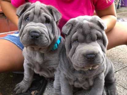 Chiots Shar-Pe&iuml;s