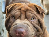 Chiots Shar-Peïs