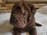 Chiots Shar-Peïs