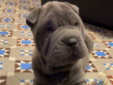 Chiots Shar-Peïs