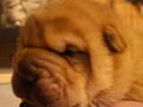Chiots Shar-Peïs