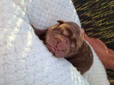 Chiots Shar-Peïs