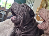 Chiots Shar-Peïs