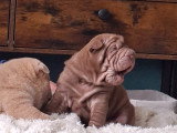 Chiots Shar-Peïs