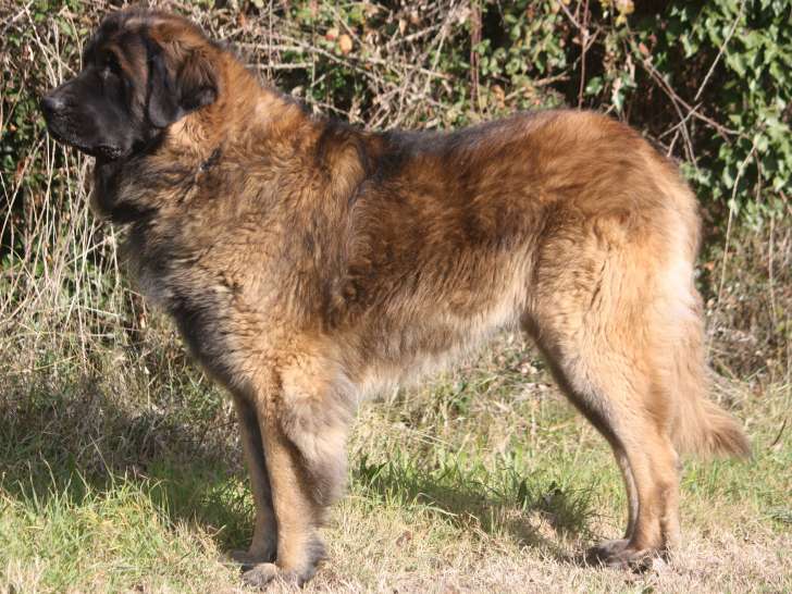 Etalon Mâle Léonberg LOF disponible pour saillie niveau 4