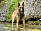 Saillie Malinois Lof