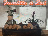 Chiots Goldendoodle à vendre