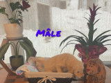 Chiots Goldendoodle à vendre