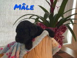 Chiots Goldendoodle à vendre