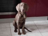 Chiots Braque de Weimar à vendre