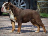 Chiot Olde English Bulldogge &agrave; vendre