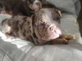 Chiot Olde English Bulldogge &agrave; vendre