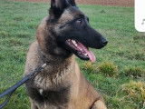 Mâle Malinois disponible pour saillie
