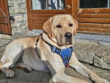 Mâle Labrador LOF disponible pour saillie