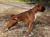 Mâle Boxer disponible pour saillie