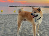 Akita Inu mâle disponible pour saillie