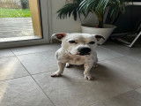 Zeus, mâle Staffordshire Bull Terrier disponible pour saillie